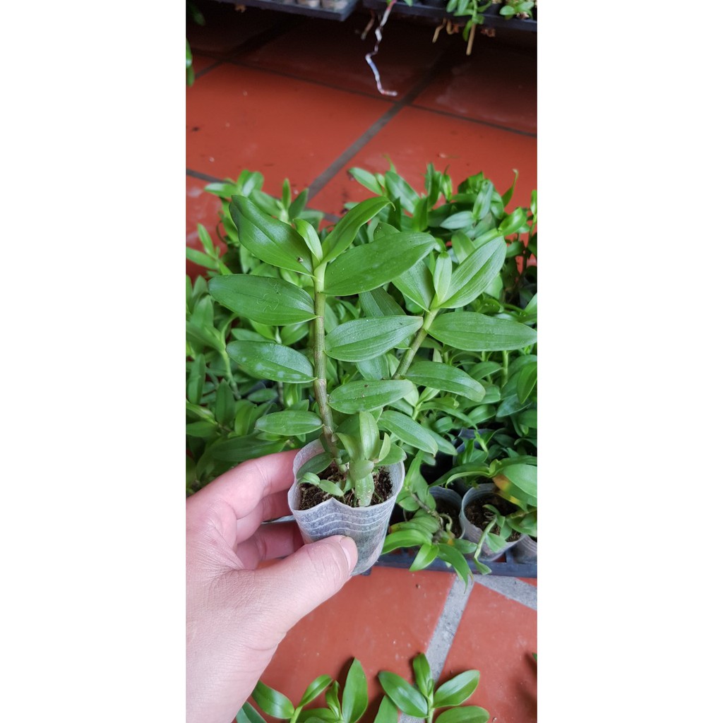 PHI ĐIỆP RỒNG LỬA