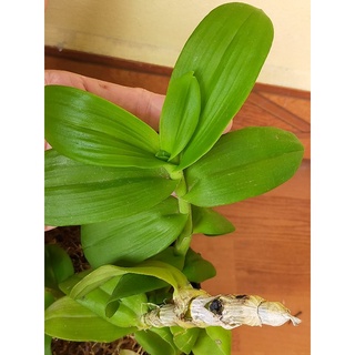 Ki Phi điệp lá mít gân rừng Gia Lai. Hoa bay 24h
