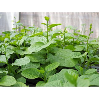 Hạt Giống Rau Mồng Tơi Cao Sản (20 Gr) - [MUA 3 TẶNG 1 CÙNG LOẠI] - Dễ Trồng, Dinh Dưỡng Cao