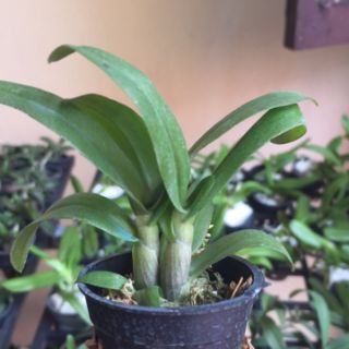 PHI ĐIỆP TÍM HÒA BÌNH ( combo 2 cốc)