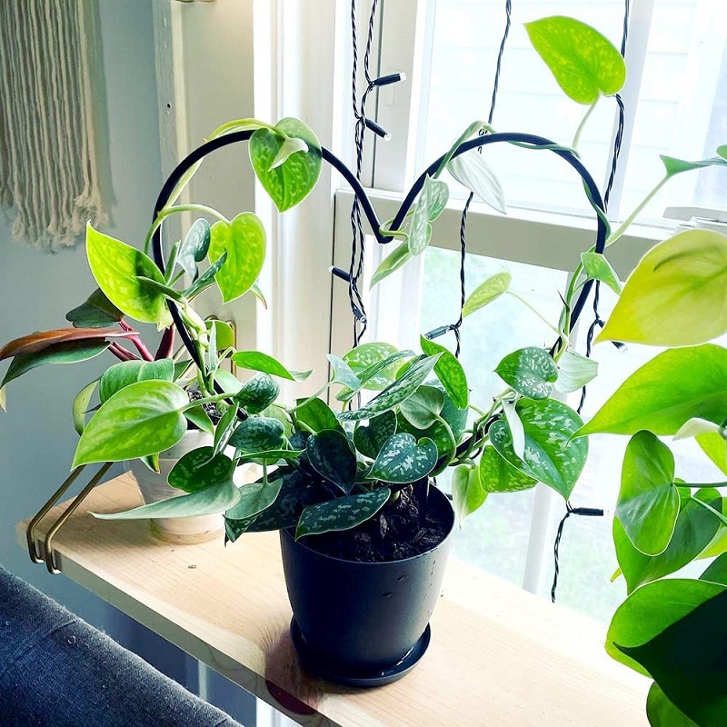 Khung Kim Loại Chống Gỉ Dùng Trồng Cây Dây Leo DIY