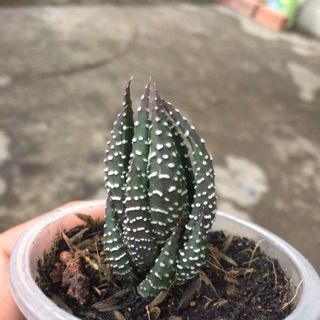 Móng rồng xoáy 