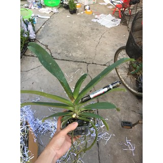 Lan ngọc điểm cây 4 năm