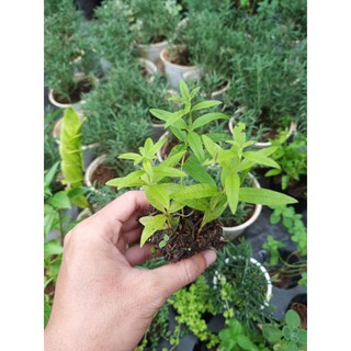 Bạc hà sả chanh Pháp (Verveine Odorante) - bầu cây giống