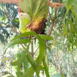Cây ổ rồng