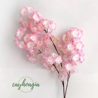 Cây hoa Anh Đào giả - Hoa anh đào chùm
