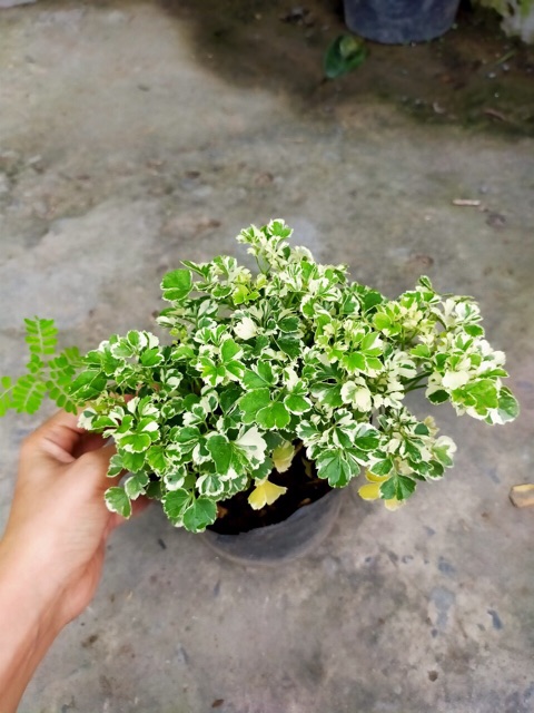 ĐINH LĂNG CẨM THẠCH