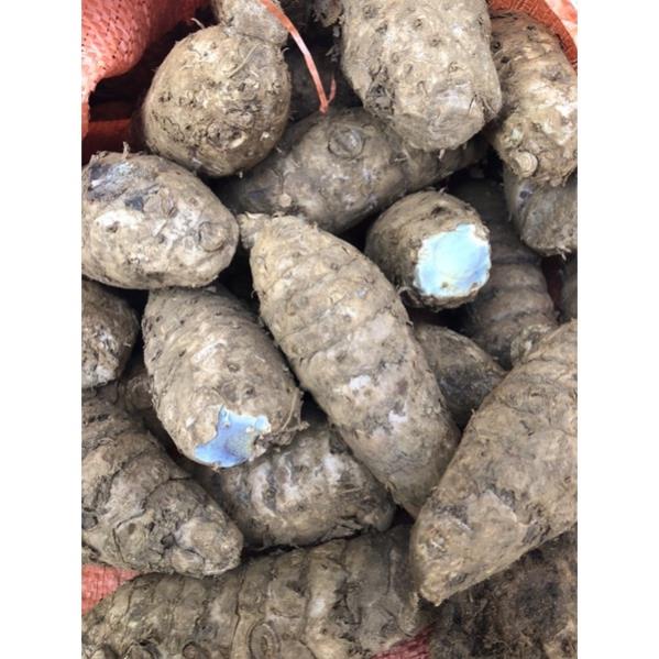 Giá sỉ 1kg Nghệ đen tươi và khô củ già