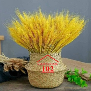 Bó hoa lúa mạch vàng nhiều bông decor trang trí nhà cửa
