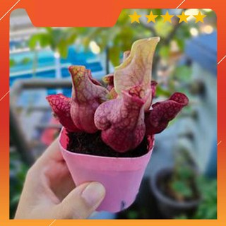 [CÂY ĐẸP GIÁ TỐT] Cây hố bẫy lùn Sarracenia Purpurea