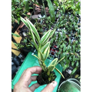 Hoa lan denro mini lá sọc phát tài