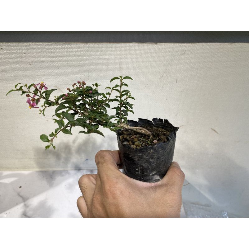 Bonsai Hồng Ngọc Mai  - Cây Bonsai mini, bonsai bông hồng- Setup tiểu cảnh, bán cạn, terraiurms - combo giá thể