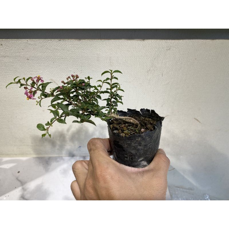 Bonsai - Hồng Ngọc Mai siêu bông