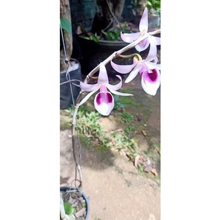 phong lan Phi điệp, giả hạc xổ số đột biến