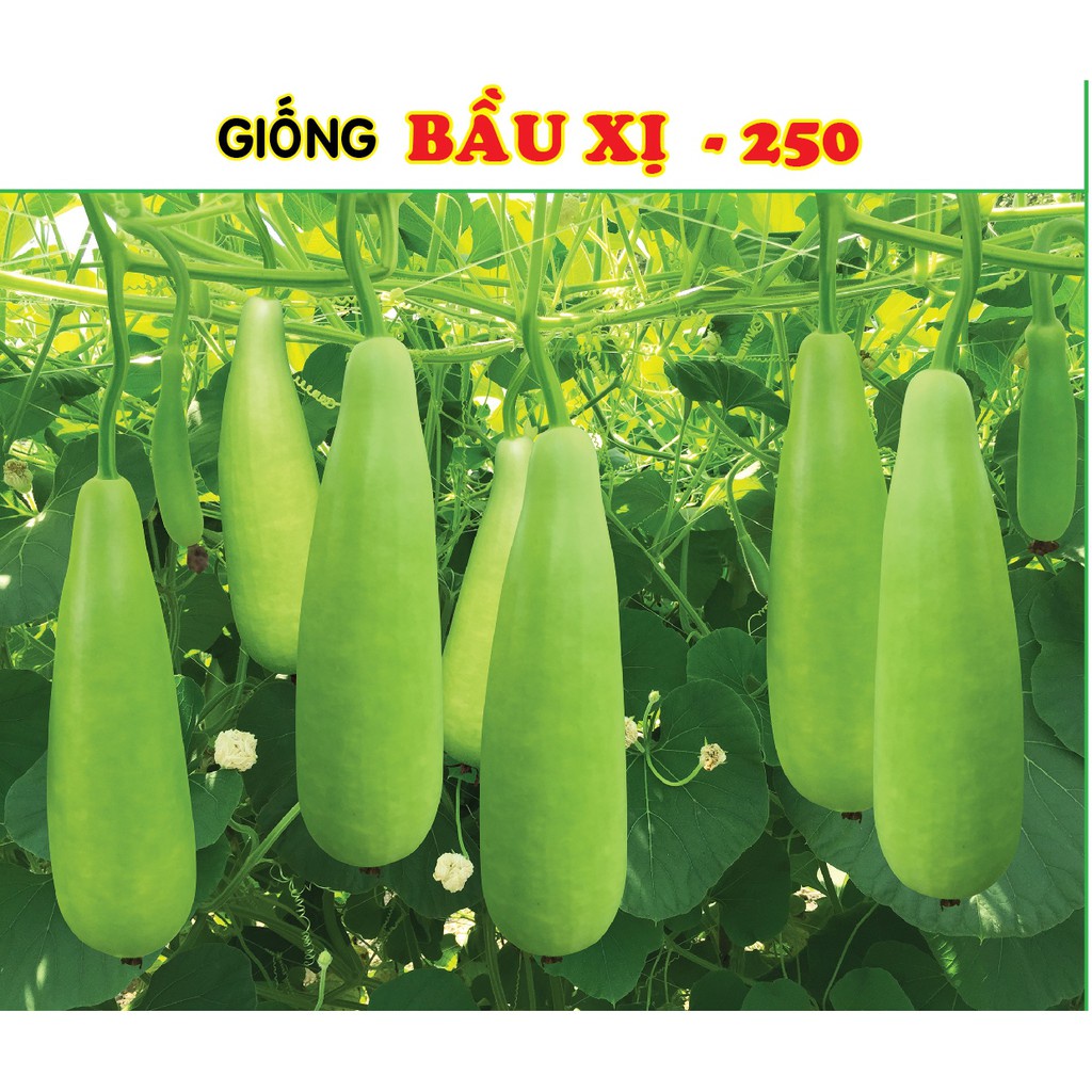 Hạt giống Bầu Xị Lai F1 RADO 518 (gói 2gr)