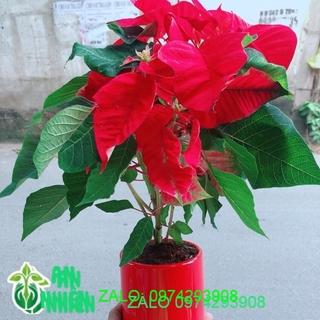 Chậu Cây Trạng Nguyên