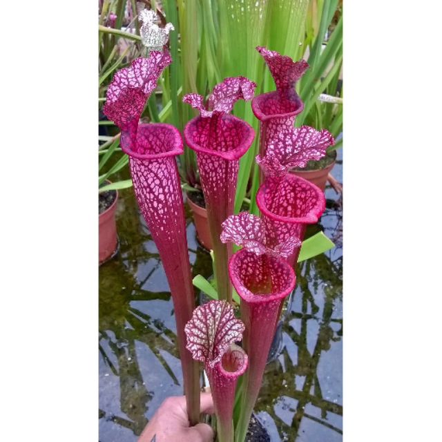 Hạt giống cây hố bẫy
