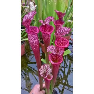 Hạt giống cây hố bẫy