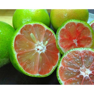 Cây giống chanh đào
