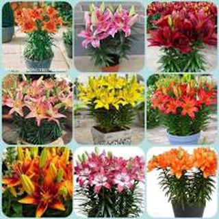 Củ ly - 1 củ giống hoa ly lùn thơm nhiều màu