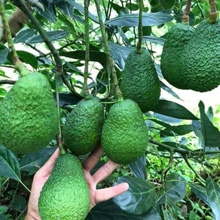 Cây Bơ Giống Da Sùi ( cây ghép siêu sớm )