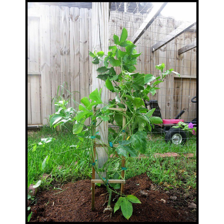 Hạt giống chanh leo tím 30h