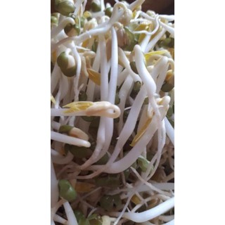 (KA) 1kg đậu xanh làm giá đỗ
