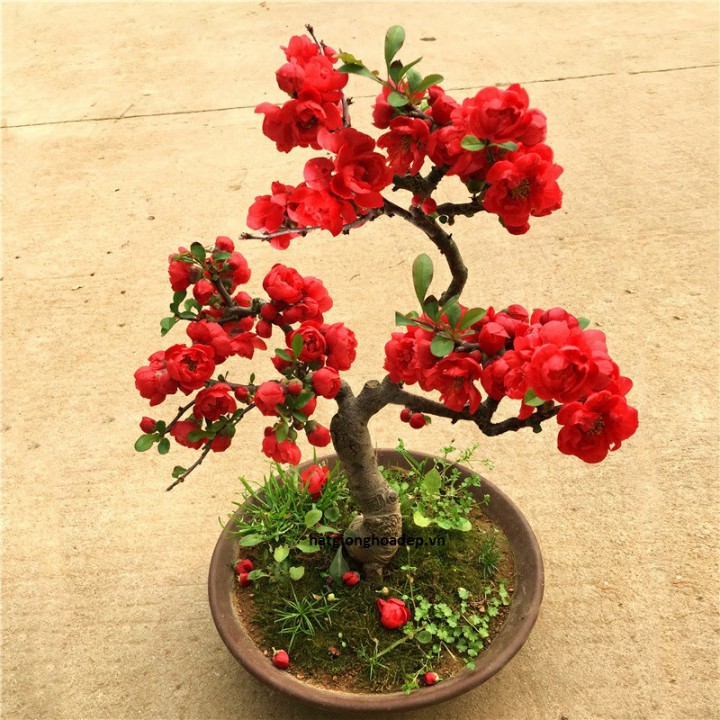 HẠT GIỐNG HOA MAI ĐỎ