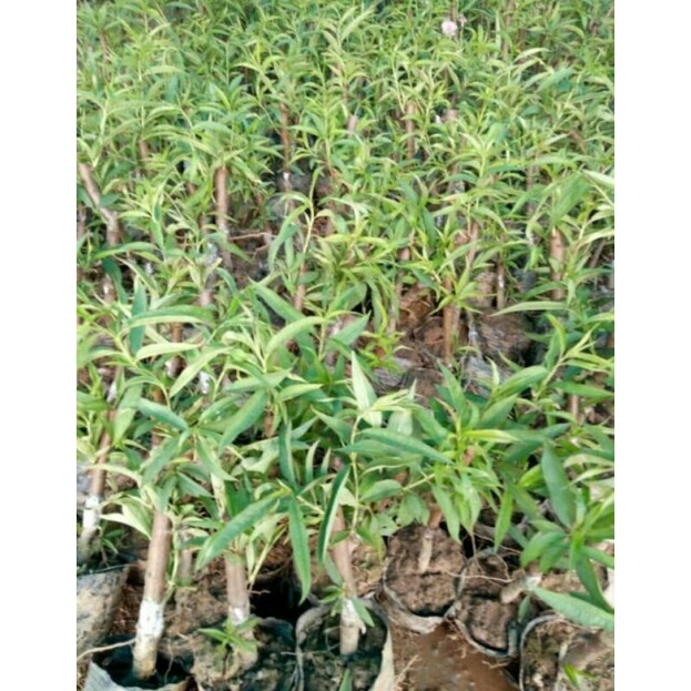 CÂY GIỐNG ĐÀO BÍCH