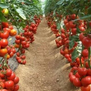 cà chua chuỗi ngọc 30 hạt