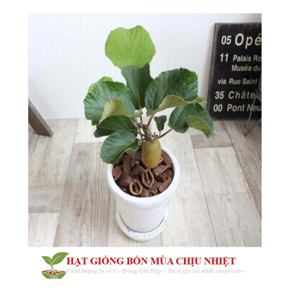 Hạt giống Kiwi lùn - Kiwi bonsai F1 ĐẾN MÙA TRỒNG TẾT