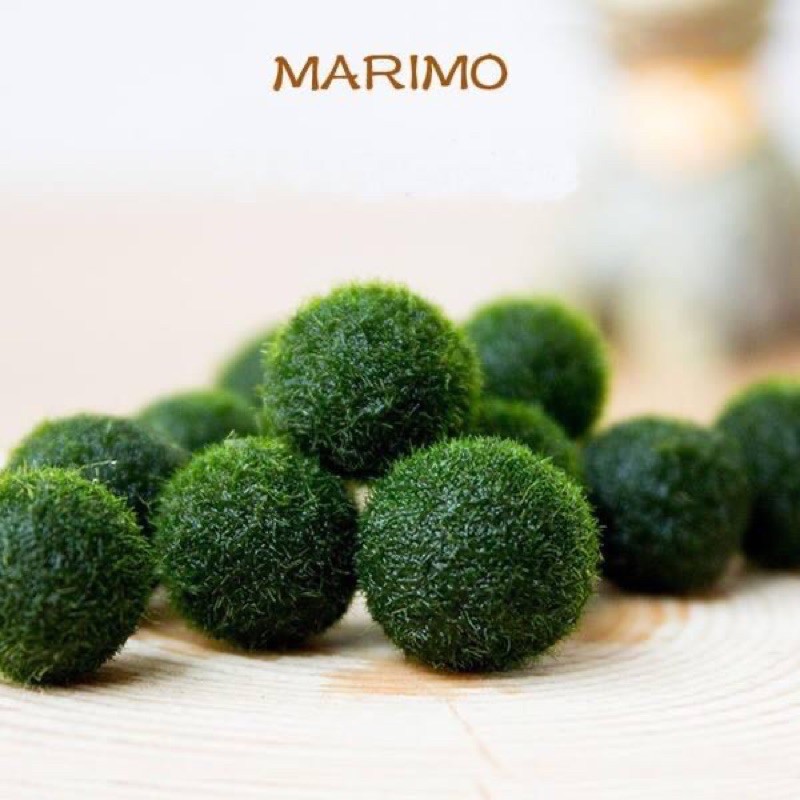 Marimo - Tảo cầu Nhật Bản đủ size, trọn bộ dung dịch chăm sóc marimo (video cuối)