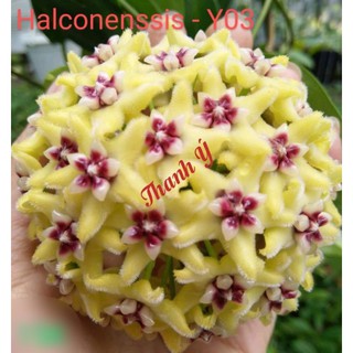 cẩm cù Hoya