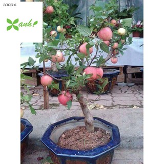 Hạt giống Táo Đỏ Lùn (15 hạt)