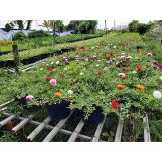 Hoa Mười Giờ 3 Màu 1 Chậu