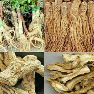 500g sâm đương quy ( sâm quy)