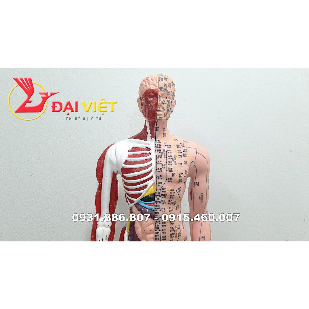 Mô hình huyệt vị cơ thể người kèm giải phẫu nội tạng