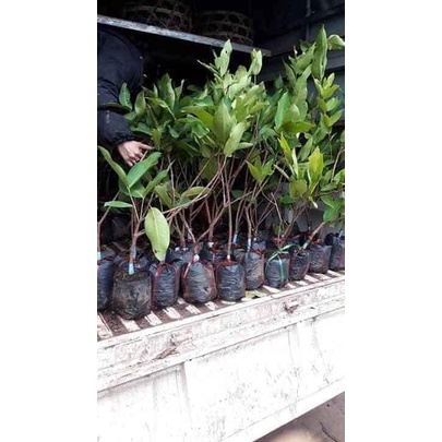 Cây Roi Đỏ Ngọt-Cực Sai Trái-FREESHIP TỪ 50K