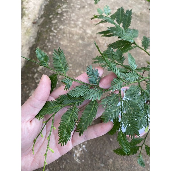 Chậu cứng Dacrycarpus imbricatus- Thông nàng