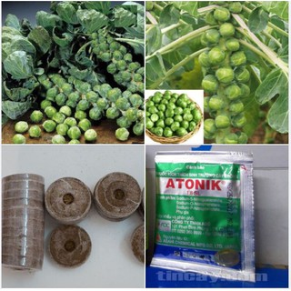 Bộ hạt giống bắp cải tí hon ( 1 gói kích mầm + 1 gói hạt bắp cải tí hon xanh + 3 viên nén xơ dừa ươm hạt )
