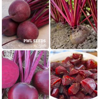 [PWL SEEDS] BEETROOT RED - CỦ DỀN ĐỎ HÀ LAN, HẠT GIỐNG BEJO 20 HẠT/ỐNG