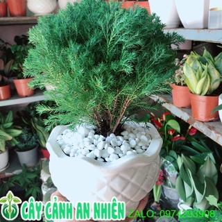 Chậu cây tùng bồng lai