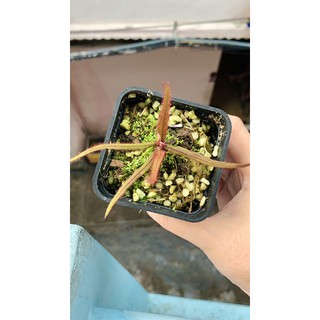 Cây bắt mồi gọng vó Adelae