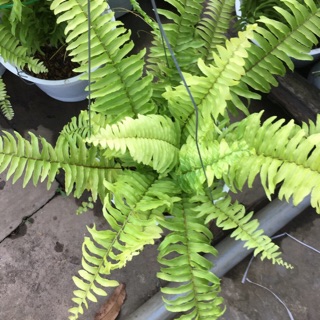 Cây dương xỉ thái