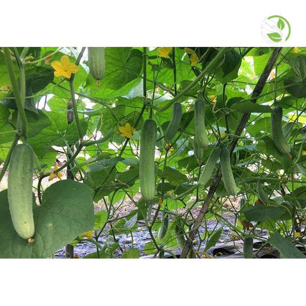 Hạt Giống Dưa Leo F1 Siêu Năng Suất PN-636 Phú Nông - Gói 1g - Cucumber Super-Yield-636