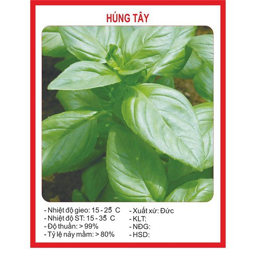 Hạt giống rau húng tây-1 gr