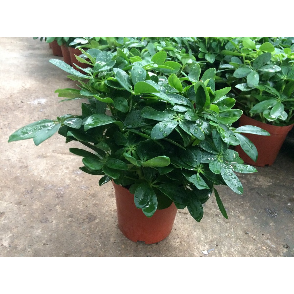 Chậu ngũ gia bì