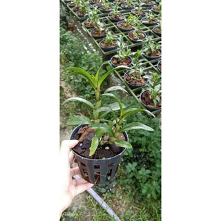 Hoa lan denro damry 3 lưỡi sắp nụ