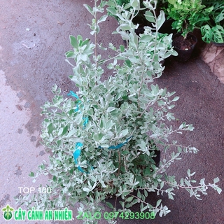 Cây Tuyết Sơn Phi Hồng