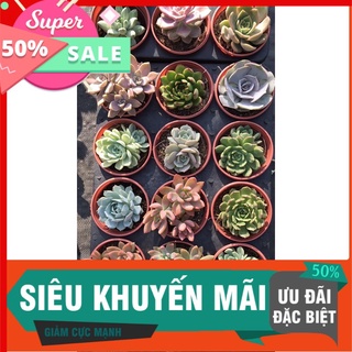 Combo 10 chậu sen size trung - tặng 2 - 12 loại